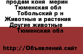 продам коня (мерин) - Тюменская обл., Тобольский р-н Животные и растения » Другие животные   . Тюменская обл.